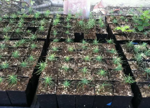 Cody Petterson Cody Petterson grew around 750 seedlings, keeping the infant trees in his garden before planting them out