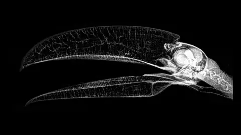 Oregon Zoo X-ray of Toco Toucan