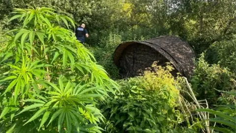 Hertfordshire Constabulary A cannabis farm in Tring