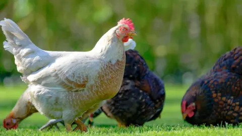 Getty Images Domesticated chickens and rooster in UK - stock picture