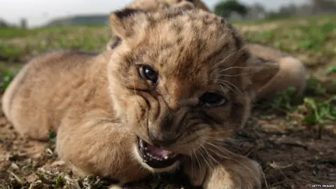 Getty Images A lion cub