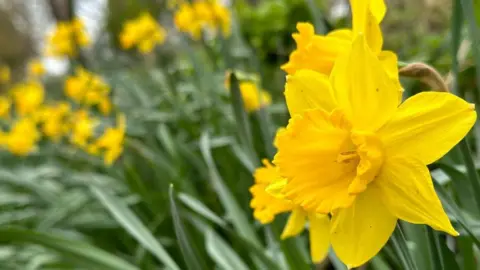 Paul Earnshaw Daffodil heads in Thriplow, Cambridgeshire