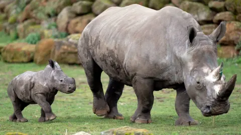 Joe Giddens/PA Wire Rhino calf