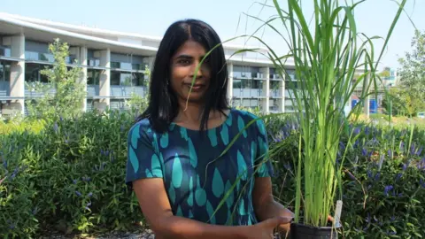 Rothamsted Research Lady holding a pot of direct seeded rice