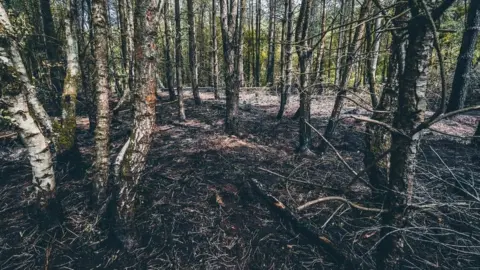 Cheshire Fire and Rescue Service Burned trees in Delamere Forest