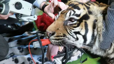 PA Media Ratna the tiger during the operation