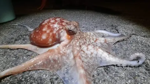 Gavin Arnold Octopus