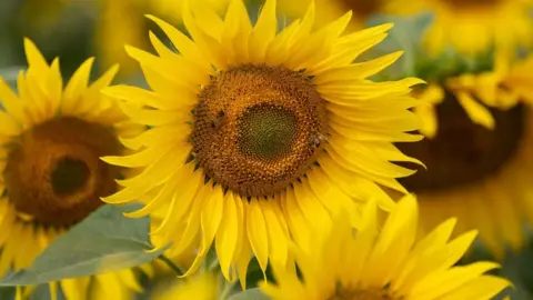 PA Media Sunflowers