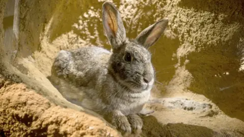 BBC/Dragonfly Productions Wild rabbit