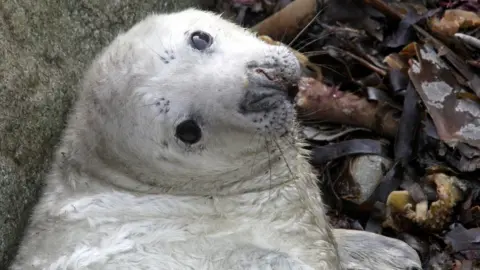 Greg morgan/RSPB RAMSEY ISLAND A surviving seal on Ramsey Island