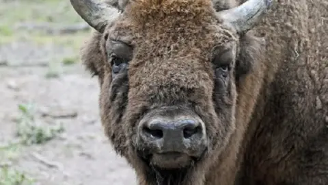 The Wildwood Trust A bison