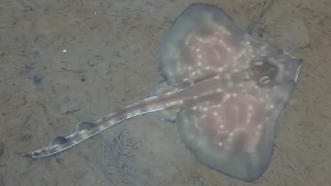 Karen Boswarva Flapper skate