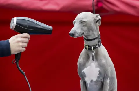 Fabio De Paola Dog with hairdryer