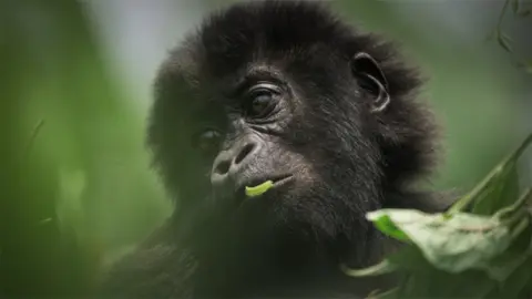 BBC/Off The Fence/Vianet Djenguet A baby gorilla