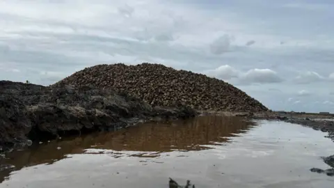 John Fairhall/BBC Fen field with a large wide puddle in the foreground and a large mound of muddy sugar beet behind