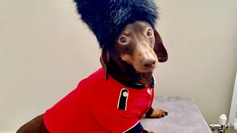 Winston the dachshund