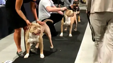 BBC American bullies at a dog show