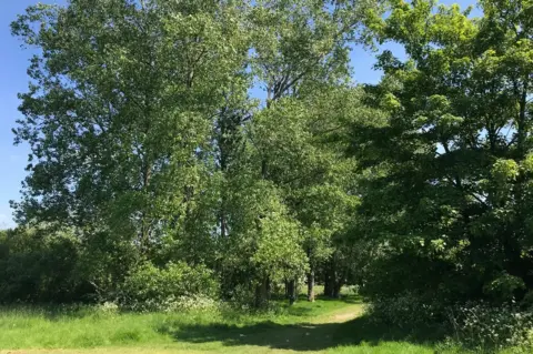 Dr Gianluca Balla Green trees