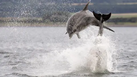 Dawn Westwood Dolphins