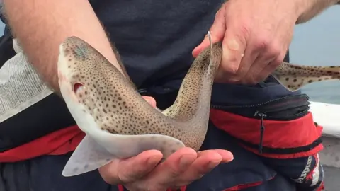 A Dogfish caught off Rathlin Island