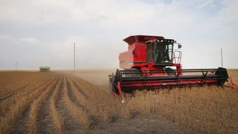 Getty Images Soybeans being harvested near Worthington, Minnesota