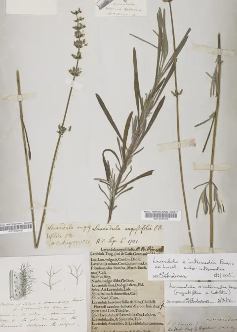 RHS A lavender dating back to 1731