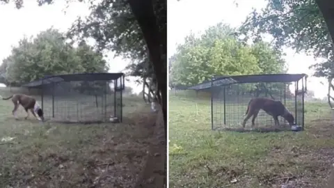 Canine Capture Rio the dog with cage trap