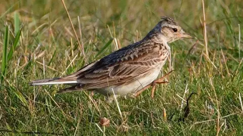 BBC Skylark