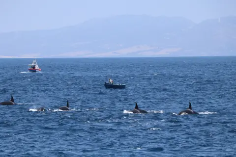 Firmm Foundation Iberian orcas and boats in the Strait of Gibraltar