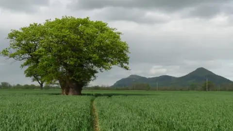 @thetreehunter  The oak when it was healthy