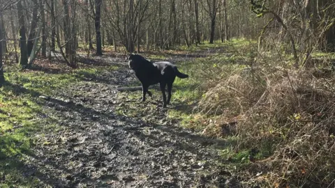 Joy Sterling Bailey walking in the woods