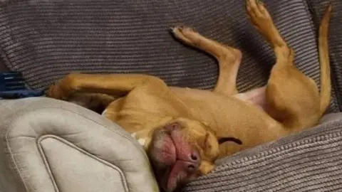 Claire McCarthy An XL bully led on his back with his legs up in the air on the sofa