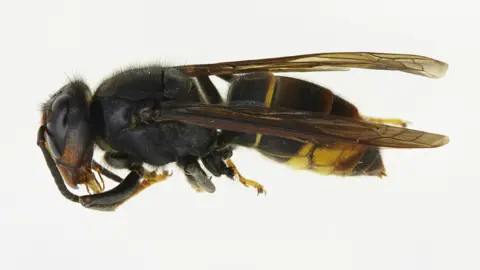 PA / Defra Asian hornet