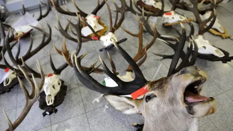 Getty Images Hunting trophies on floor
