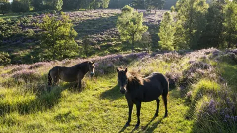 Getty Images Horses in the Ashdown Forest