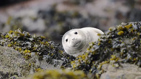 seal pup peaks over bracken encrusted rocks