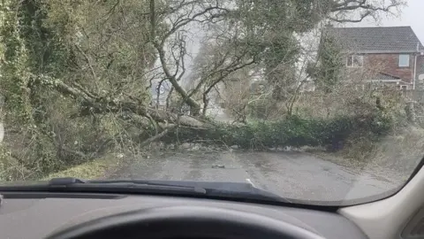 Lee Martin Tree down Makenny Road, Ballinamallard