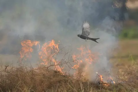 Saptarshi Gayen A bird flies above a bush fire