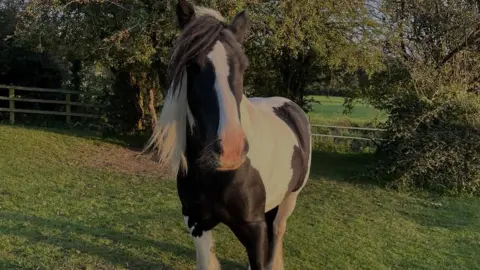 Cara Turnbull Gypsy cob horse