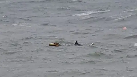 Joni Terrett Trapped dolphin at Swanage