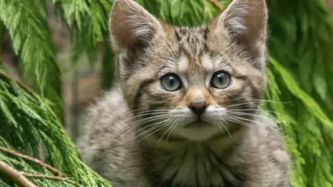 Highland Wildlife Park Scottish wildcat kitten