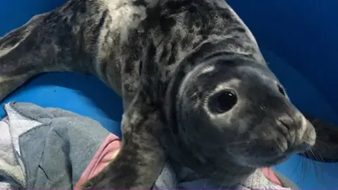 Anglesey Sea Zoo Seal pup Ranger