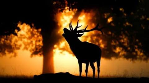 Reuters Deer in Bushy Park