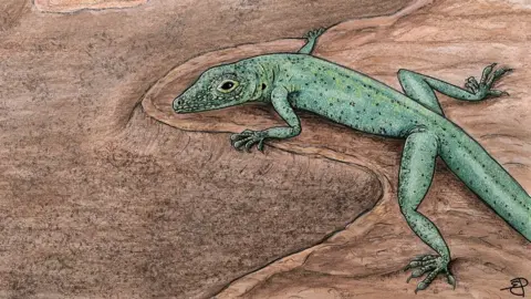 Dr Elsa Panciroli Lizard