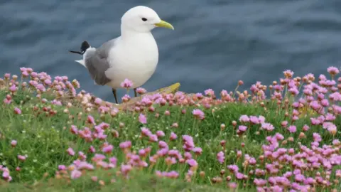 NTS Kittiwake