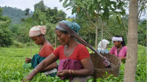 Women picking tea in Assam