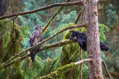 Jeroen Hoekendijk A bald eagle watches a black bear cub sleeping in a tree in the rainforest of Anan in Alaska