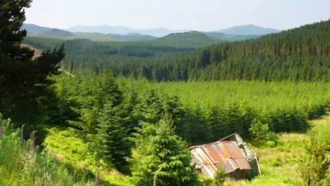 Ian Medcalf/Geograph Forestry in Coed y Brenin, Gwynedd