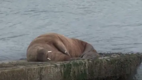 Rhian Field Walrus in Tenby