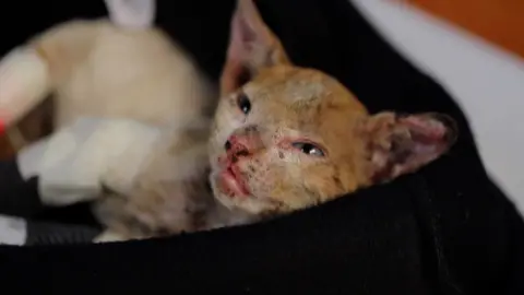 INJURED WILDCAT FROM CHILE